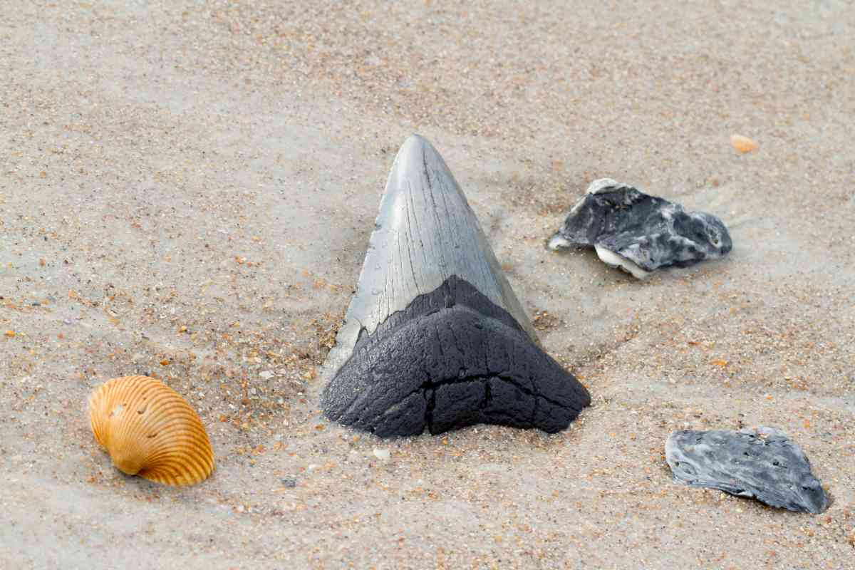 Spiritual Meanings of Shark Tooth (Symbolism Unveiled)