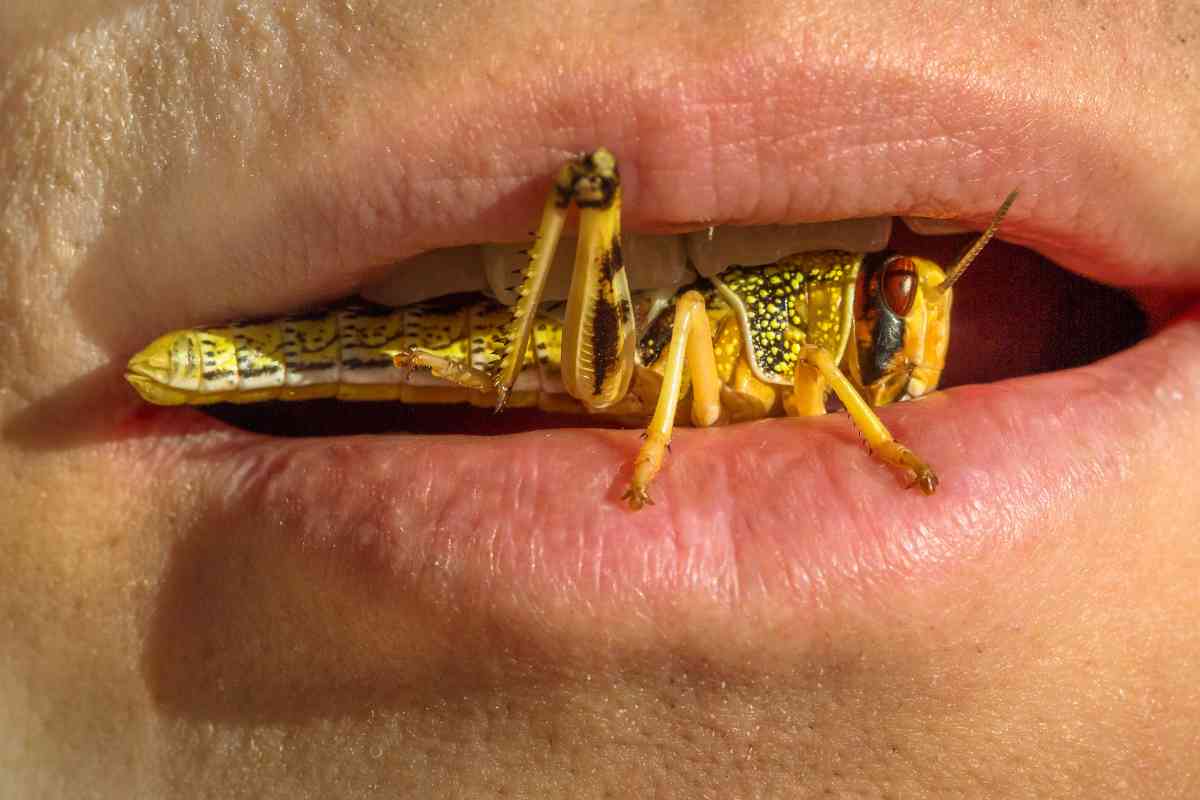 What Does It Mean When a Grasshopper Lands on You