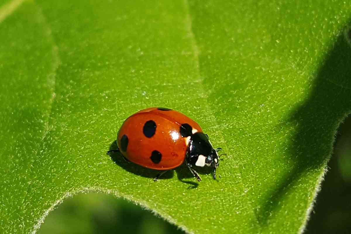 16 Spiritual Meaning of Ladybugs in Your House