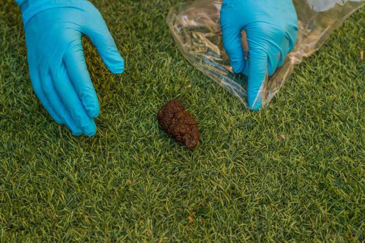 What Does It Mean to Clean Poop in a Dream?