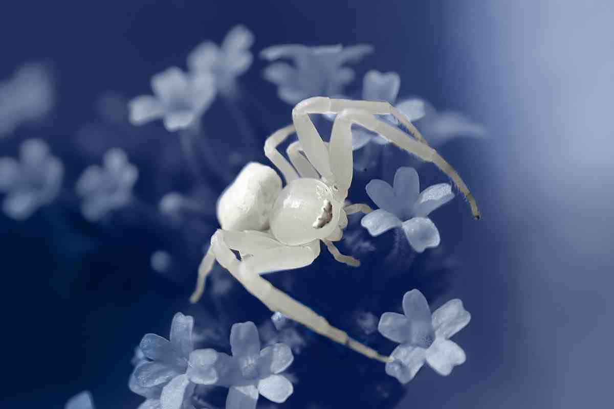 What Do White Spiders Mean? (Spiritual Meaning)