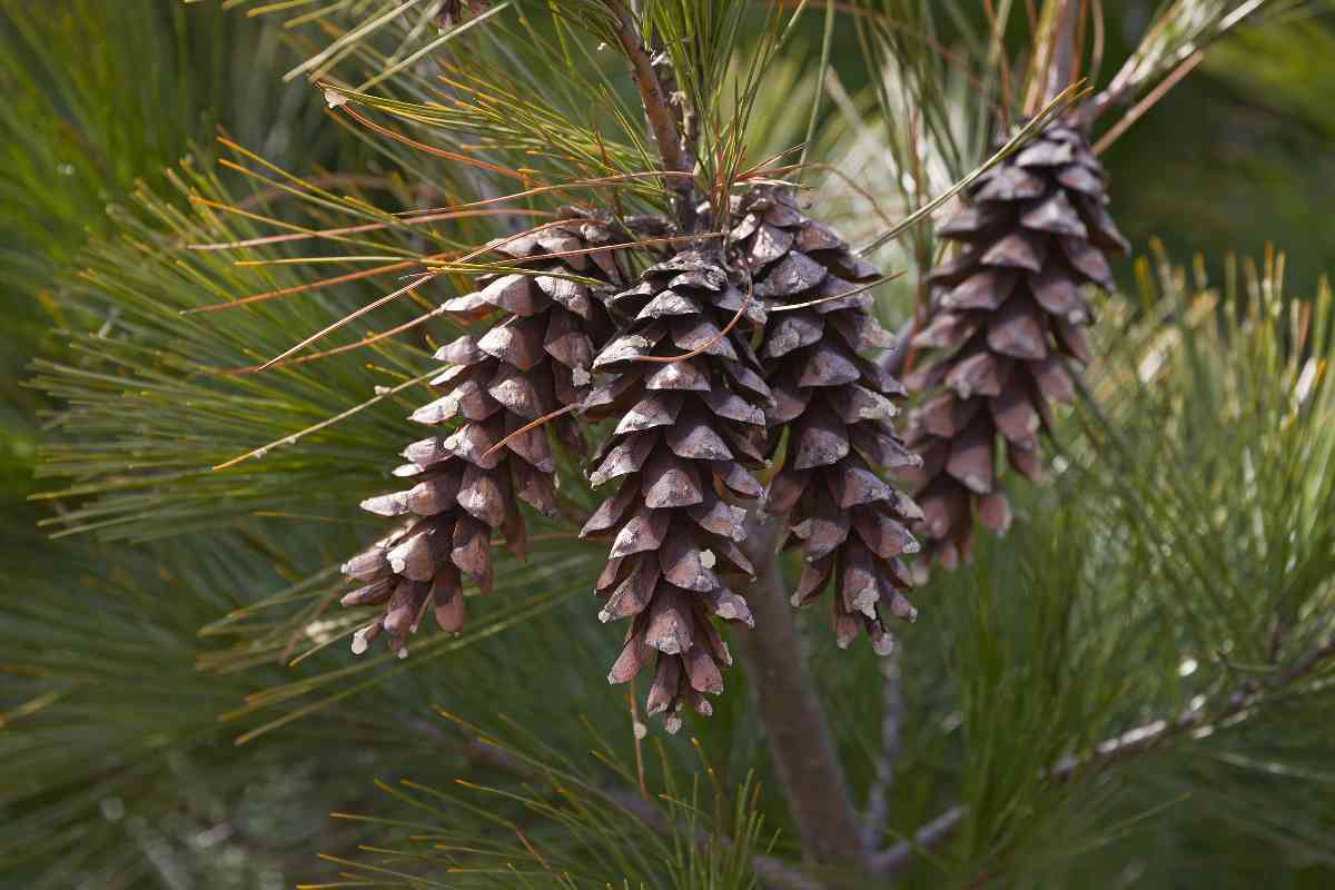 6 Spiritual Meanings of Pine Cones
