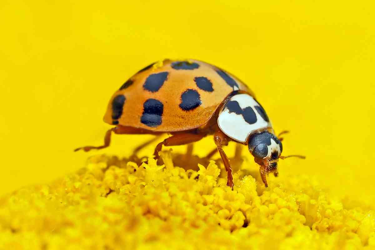 What Does a Yellow Ladybug Mean? (Spiritual Meaning)