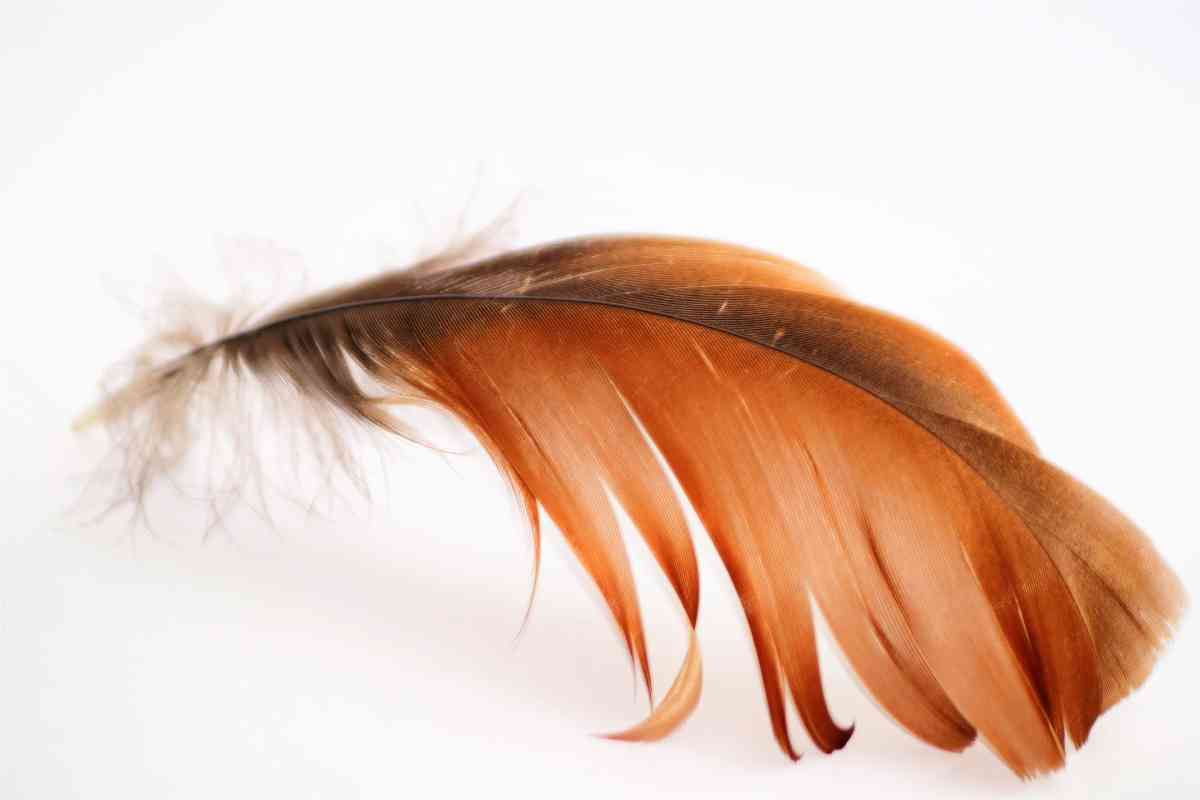 10 Powerful Brown Feather Spiritual Meanings